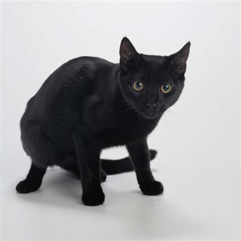 american shorthair adoption|american shorthair black kitten.